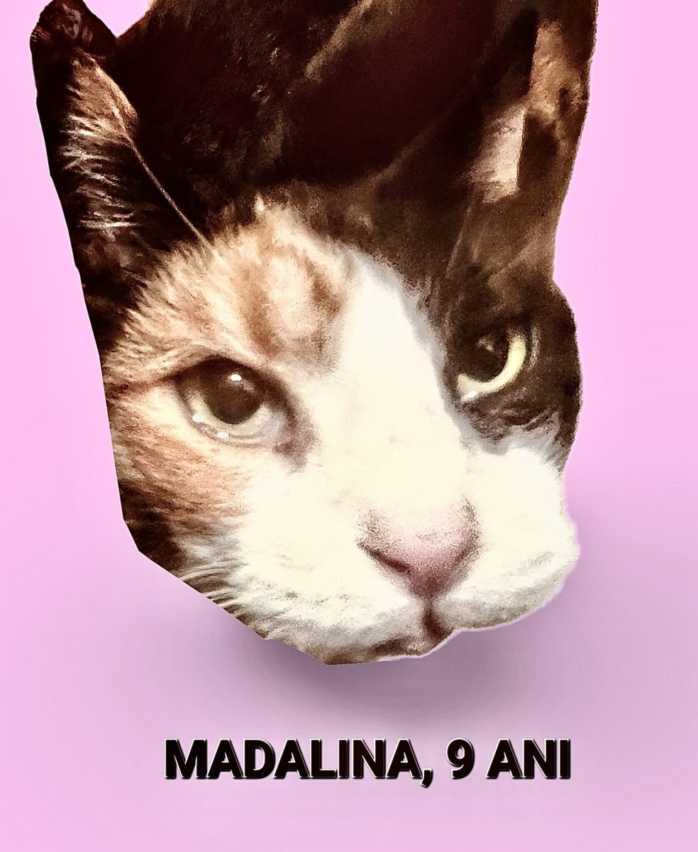 Mădălina| 9 ani| sterilizată| a murit stăpâna
