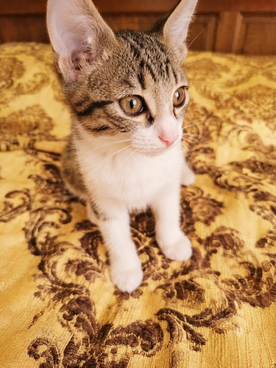 Maia
