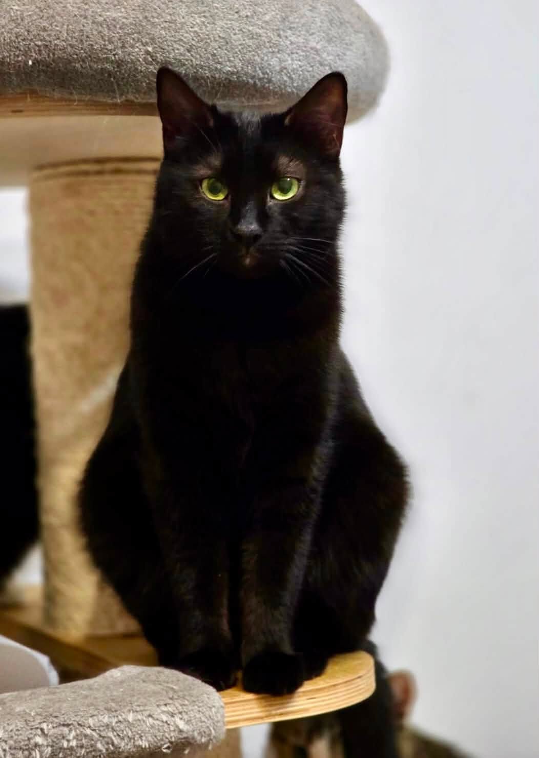 Minnie – aduce noroc si voie buna