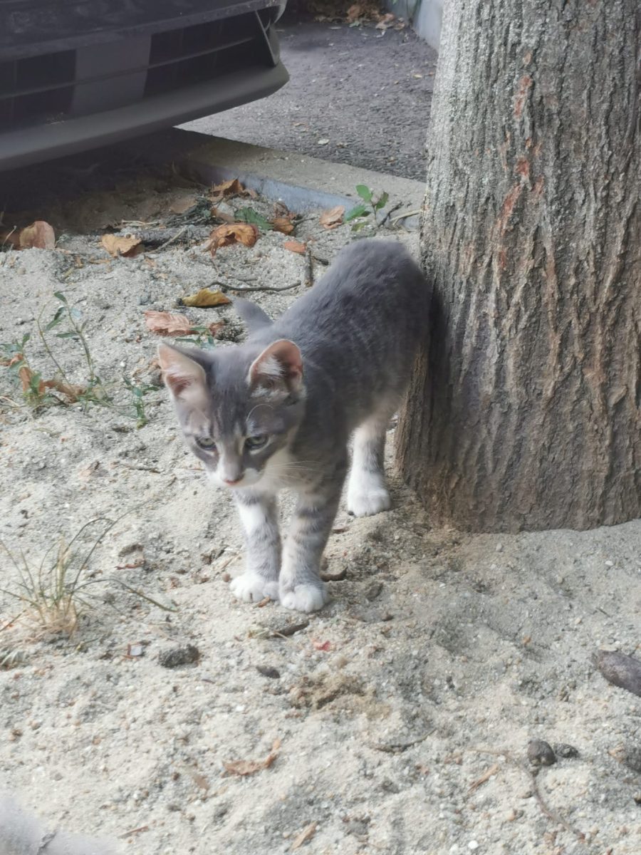 Caut adoptie URGENTA pentru 2 pisoiasi dragalasi de 3-4 luni! 😸