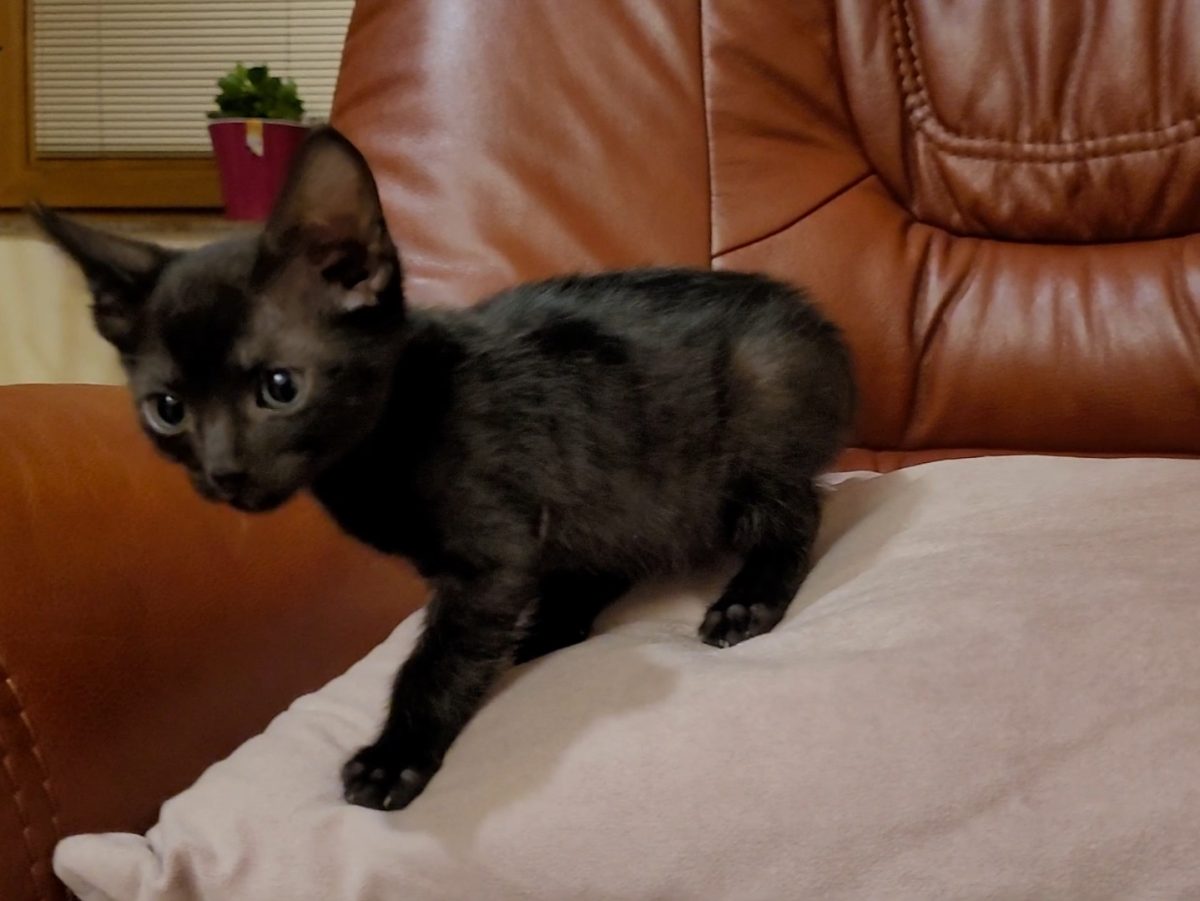 Adoptie motanel superb de 2  luni – VACCINAT DEPARAZITAT