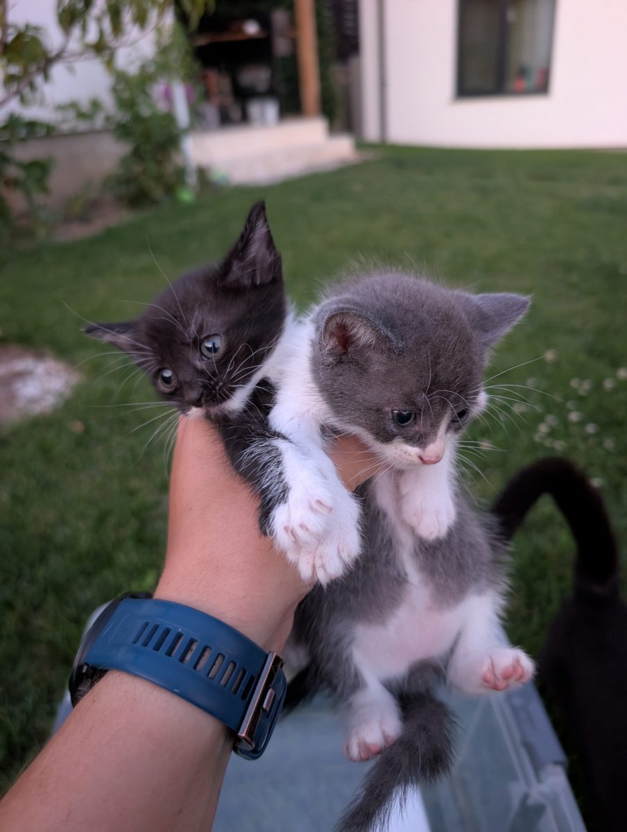 Donez 5 pui de pisică,metiși de British Shorthair