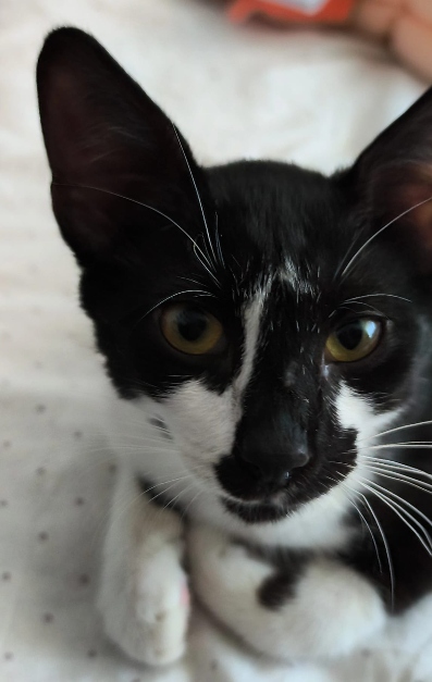 Numele meu este Paco și sunt pregătit să-ți cuceresc inima! 🐾