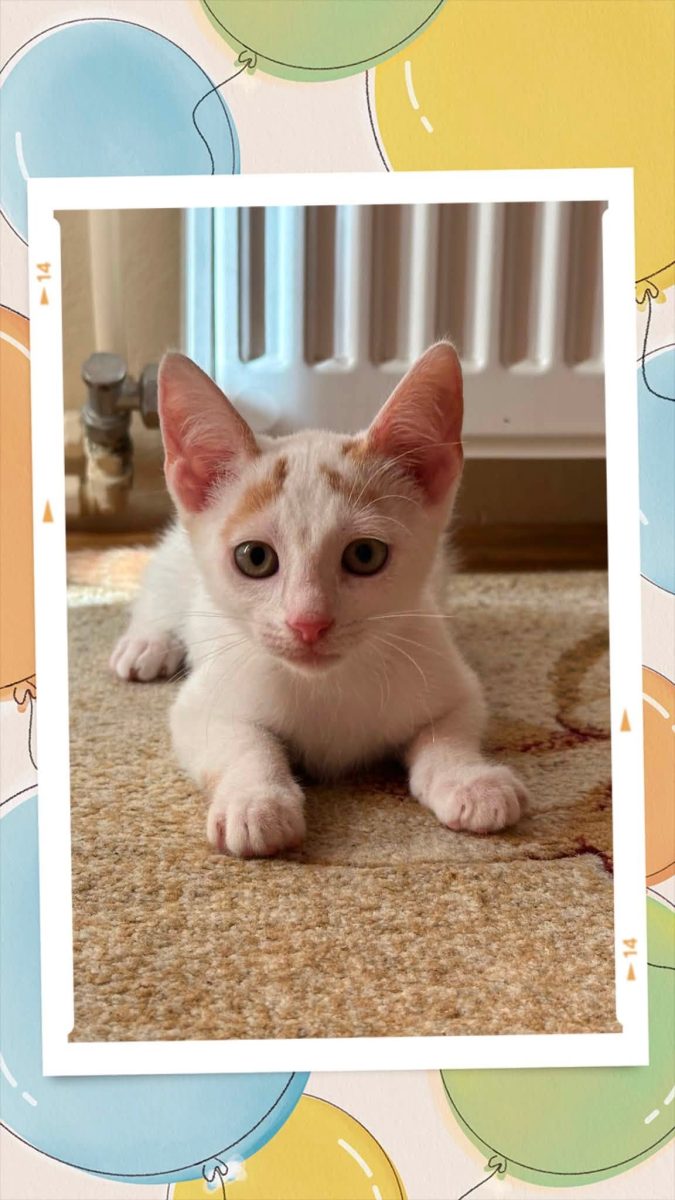 💫 Adoptie responsabila exclusiv la interior💫