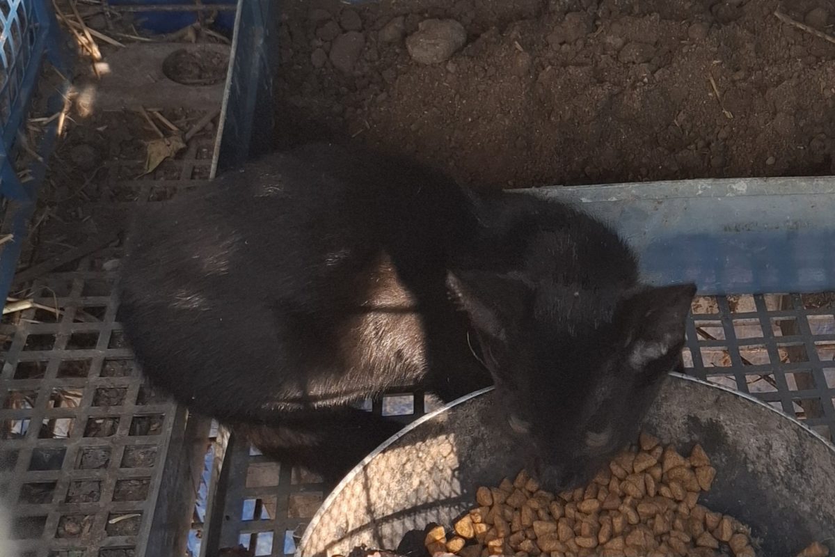 Pui albi imaculati, negru complet sau alb+negru