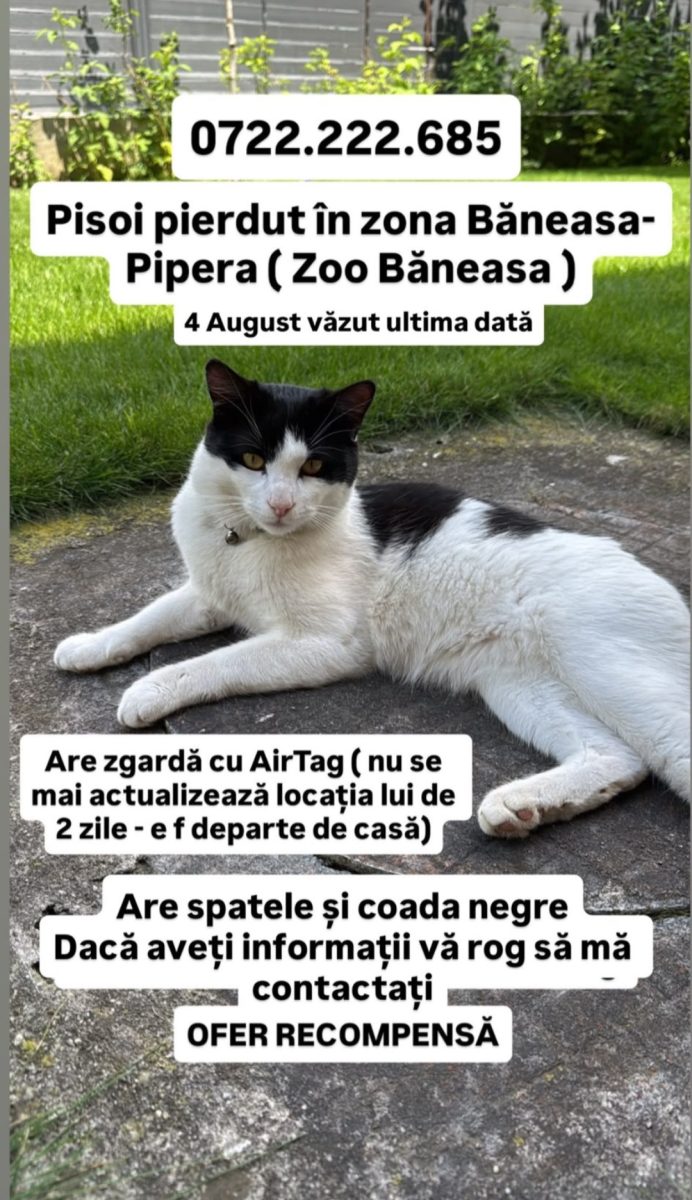 PIERDUT motan!