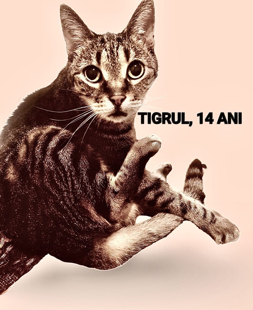 Tigrul| 14 ani| sterilizat| a murit stăpâna