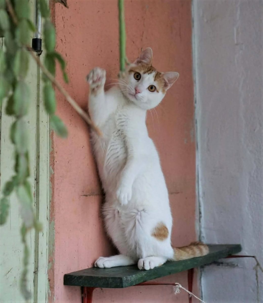 Toby: Give me five si ia-ma acasa!