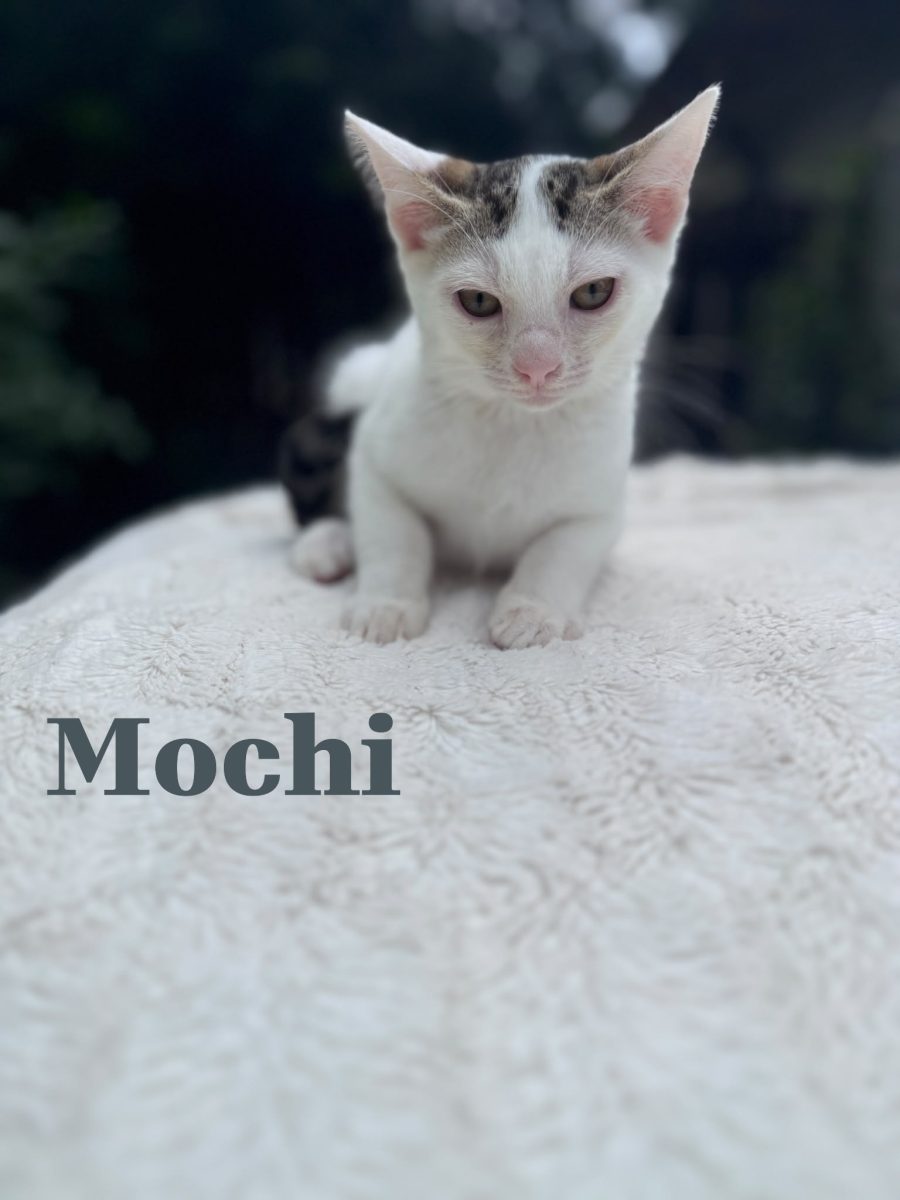 Mochi cumintelul