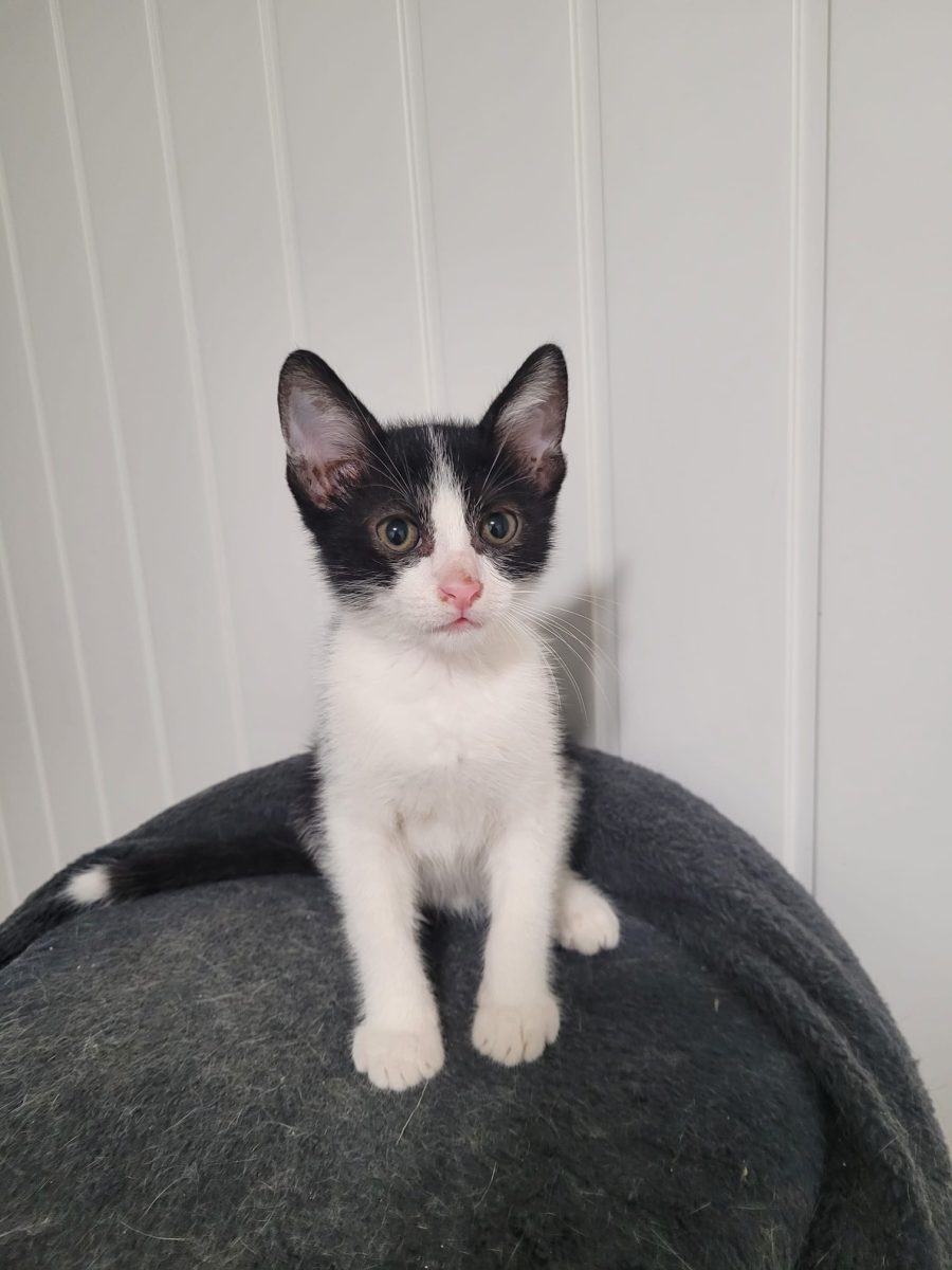 Adoptie motanel superb de 3  luni – VACCINAT DEPARAZITAT