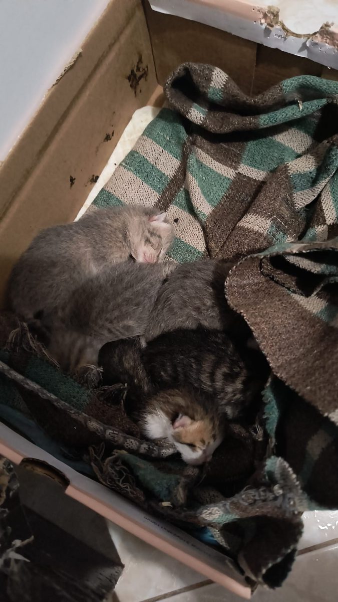 Salvează o viață! Pui de pisică foarte mici spre adopție
