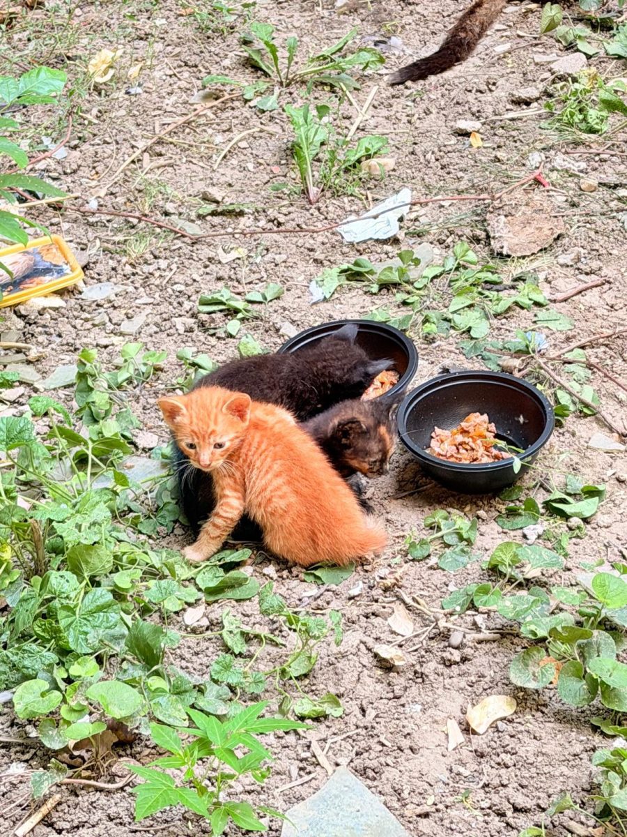 Urgent 1 mamica bolnava si 3 puiuti
