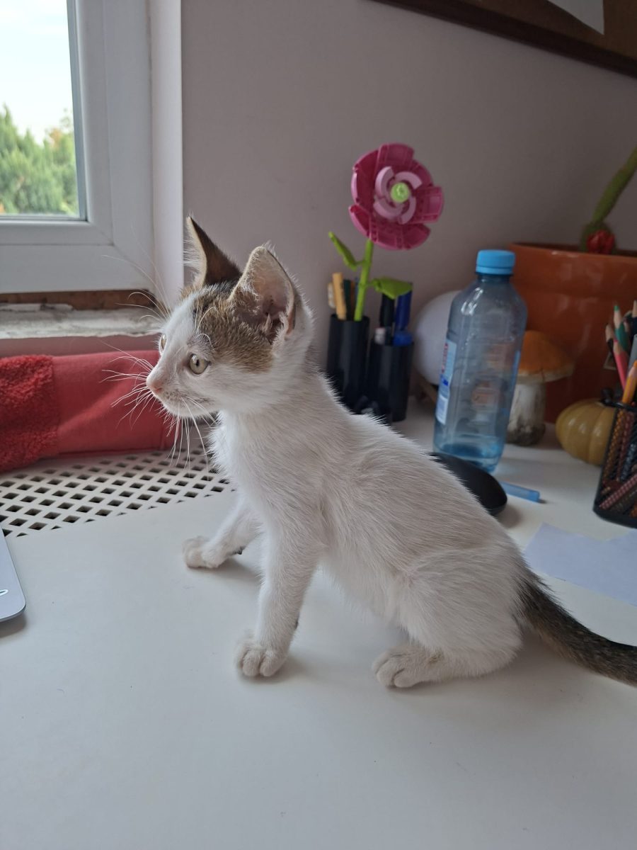 Pisicuta spre adoptie