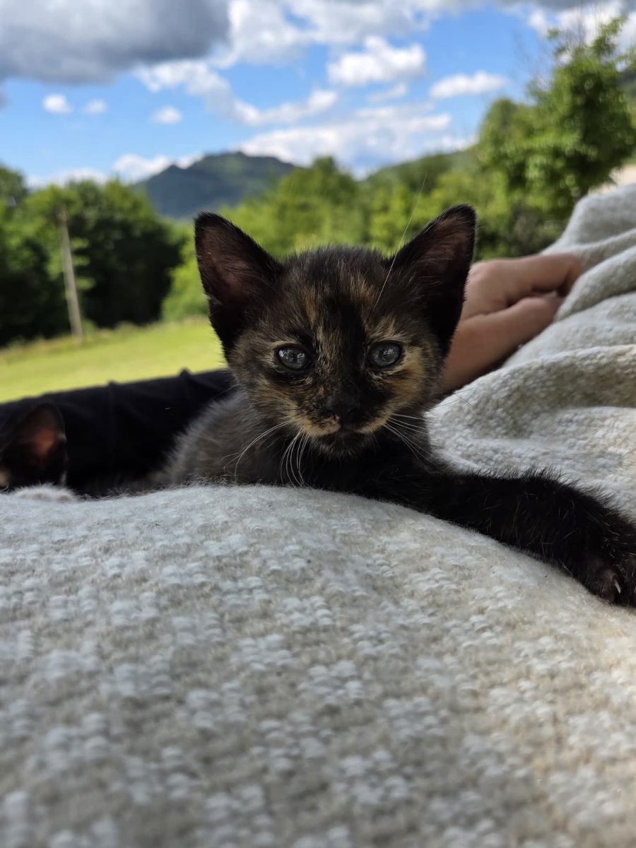 2 fetite dulci si pufoase pentru adoptie