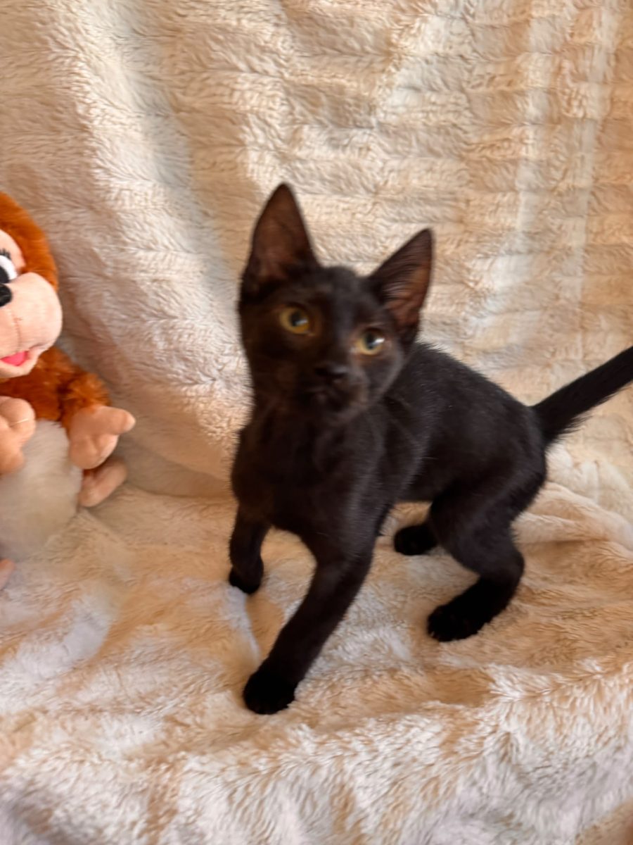 Nyx mini pantera de apartament