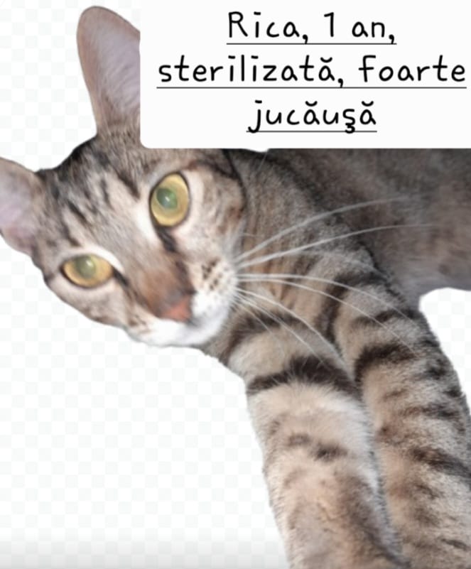 Pisicute care au nevoie de o casa