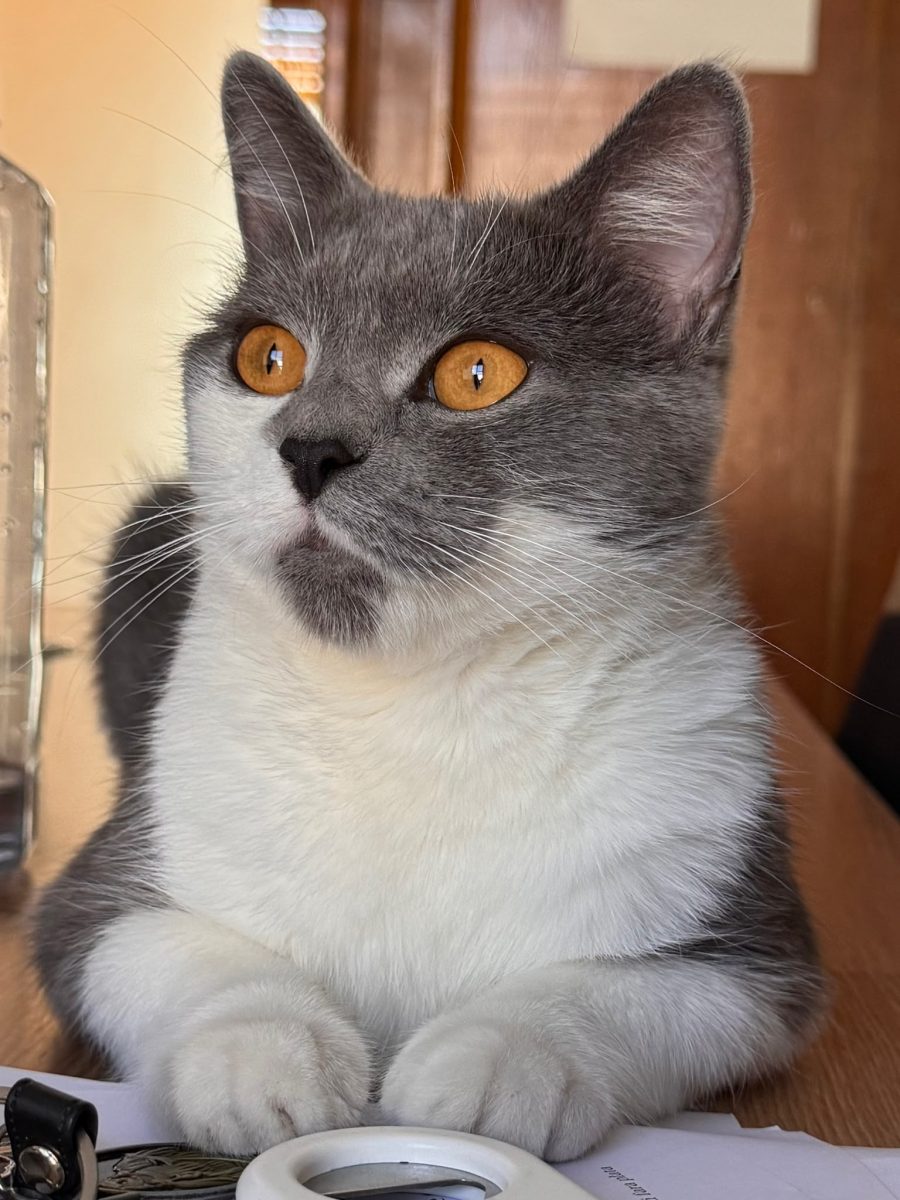 Metis British shorthair