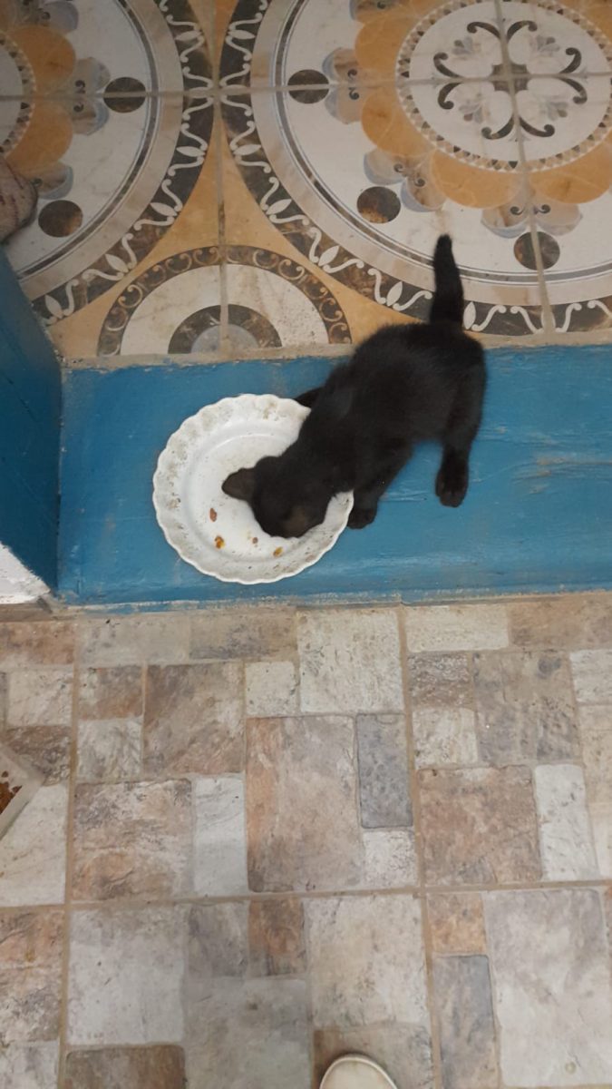 🖤Messi – Caut familia pe care acest motănel negru o merită