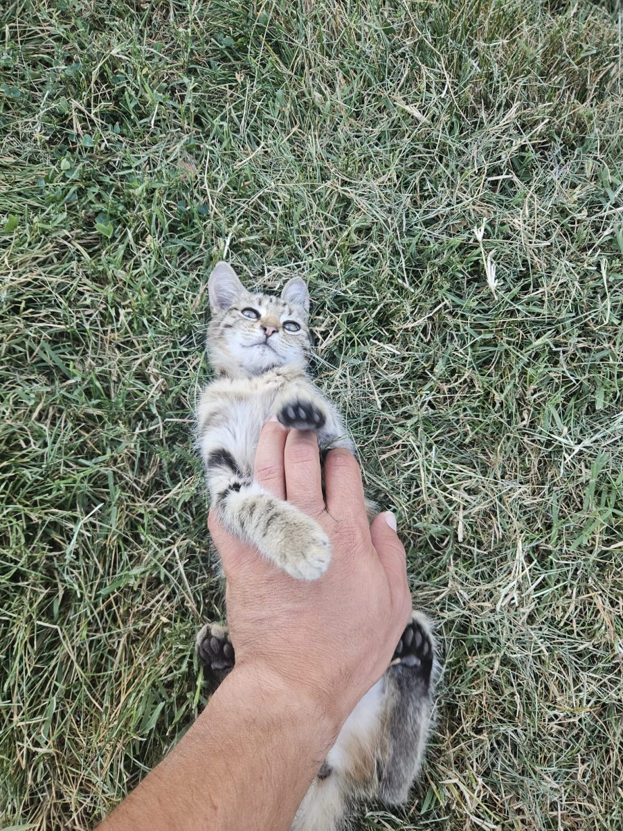 Pisicuța Miri își caută căsuța 🐱🐱