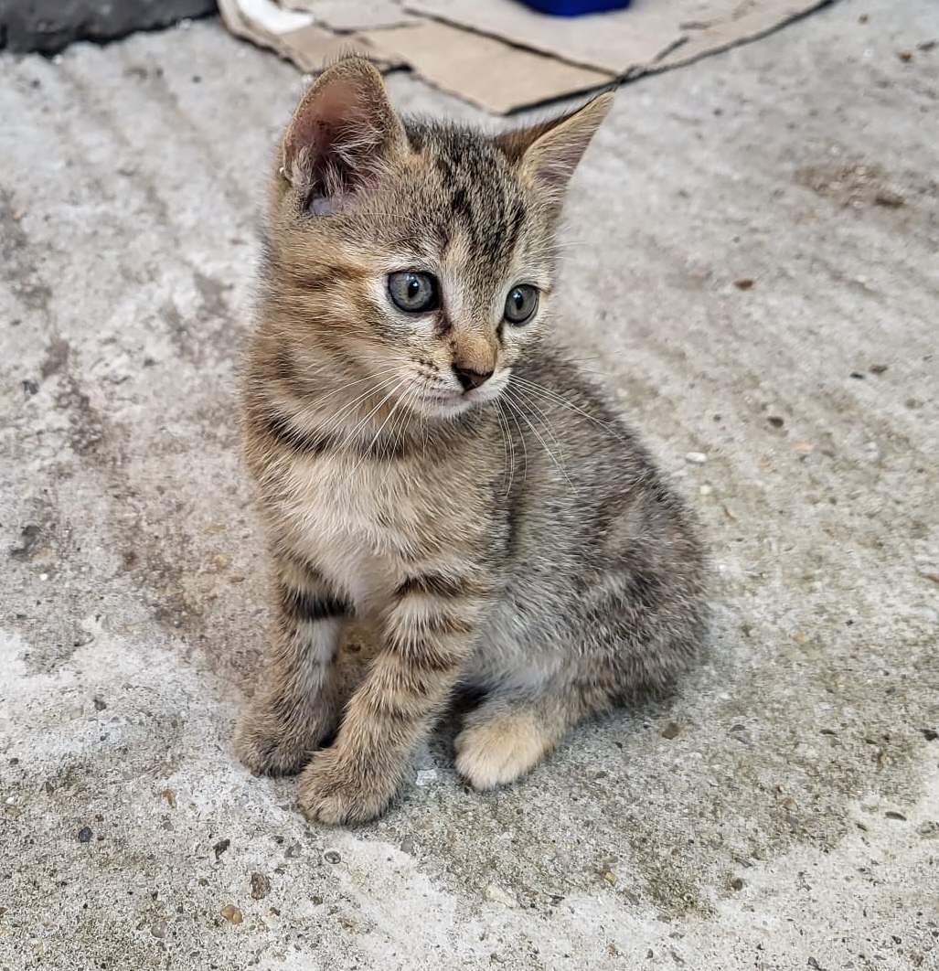 Două inimioare mici vor sa fie adoptate!♥️♥️♥️