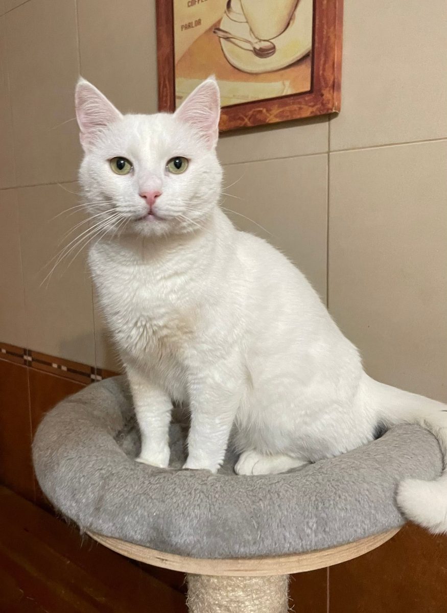 Albus – bun de luat acasa