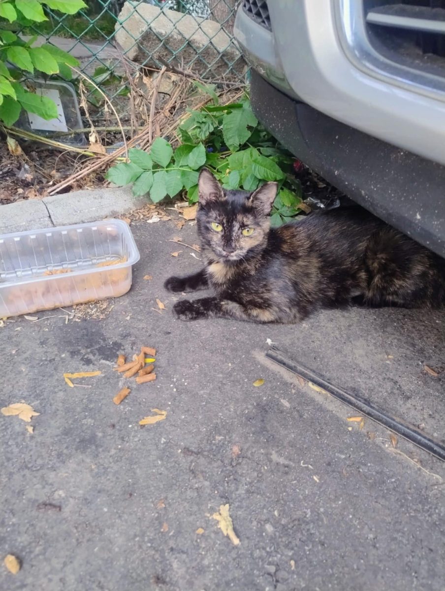 O mică tortie își caută omul ei 🐾