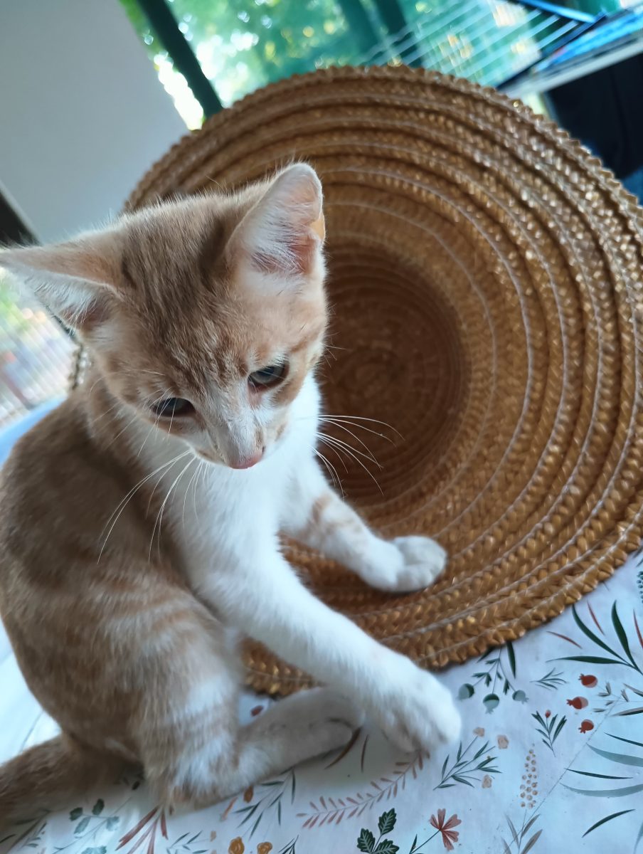 Mic,dragalas și jucăuș,are nevoie de o familie!💙💙💙