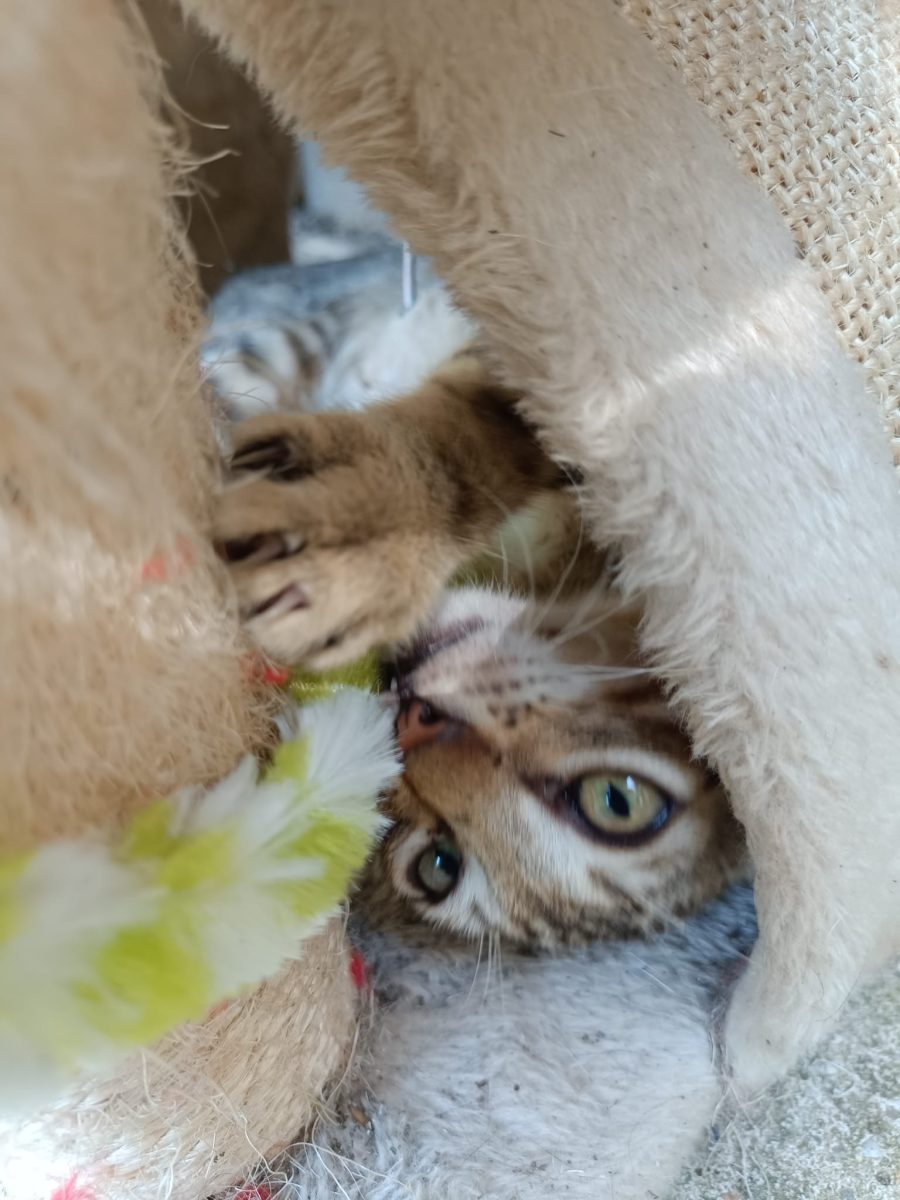 Motănel pentru adopție