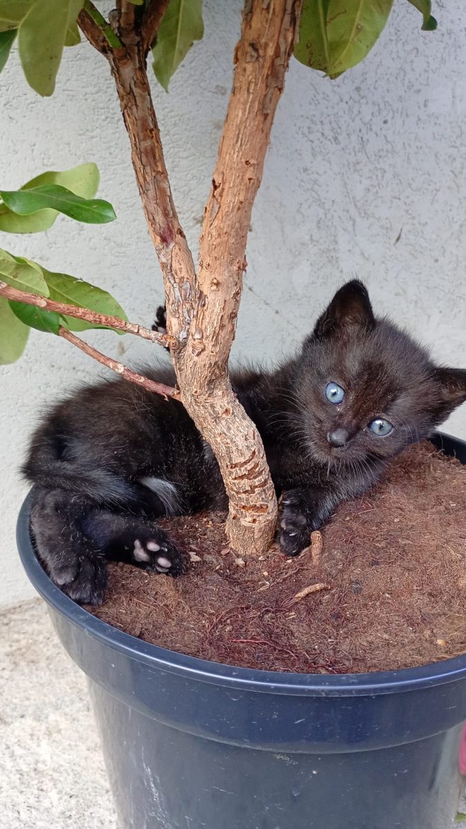 Motănei spre adopție
