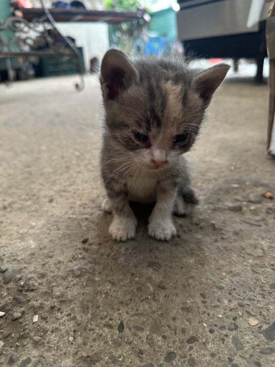 Au fost sapte suflete si au mai ramas trei,trei iubiri mici si inimi mari care au nevoie de adopție!♥️♥️♥️