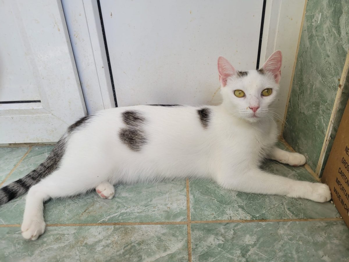 Pisica frumoasă pentru adopție!♥️♥️♥️