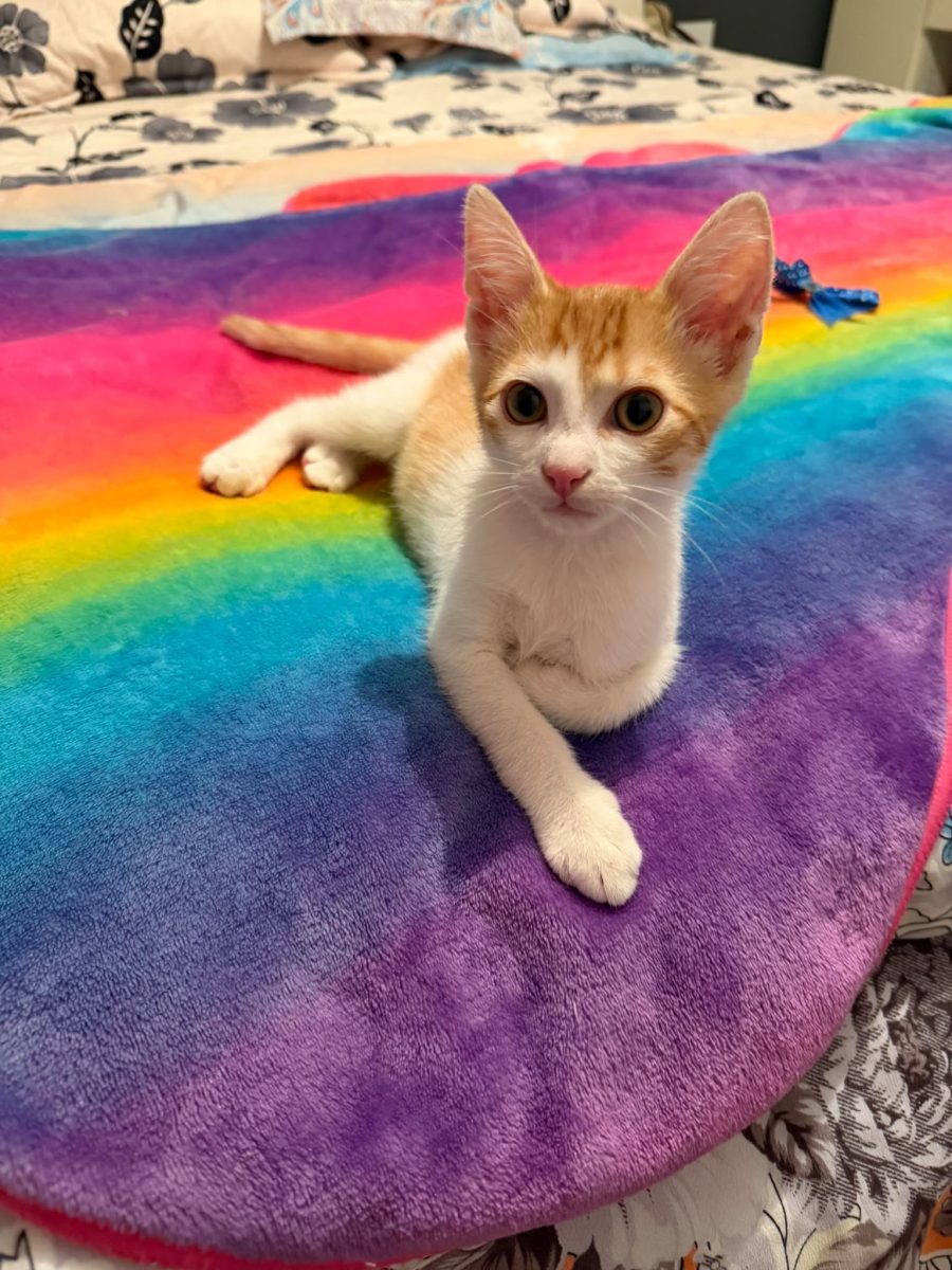 Motanel pentru adopție!💙💙💙