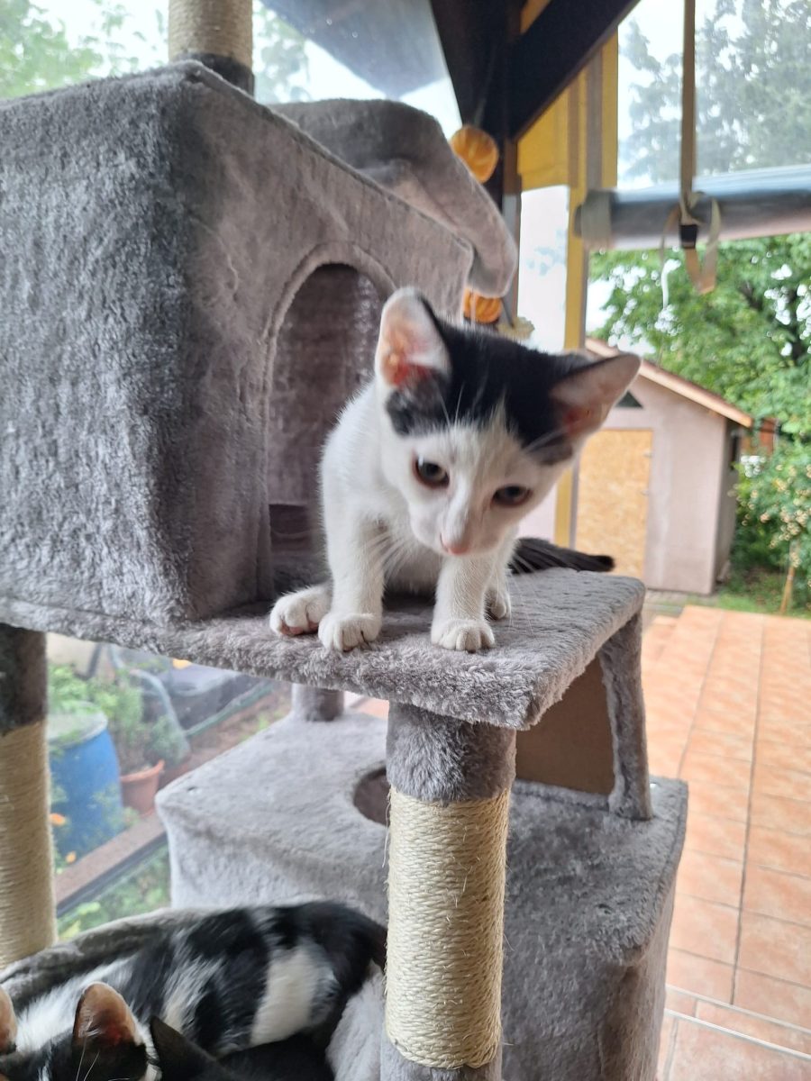 3 torcaciosi alb cu negru