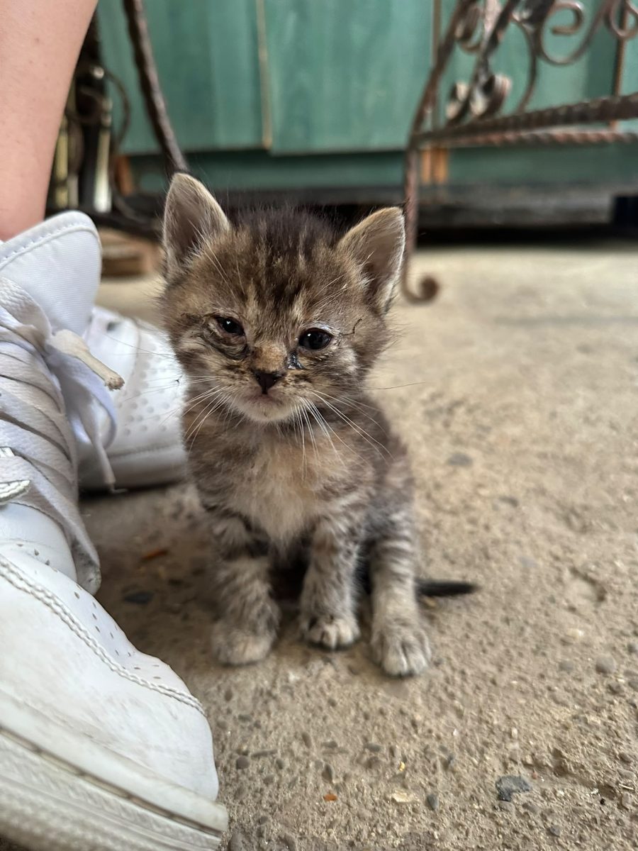 Șapte inimioare așteaptă ca viața lor să se schimbe în bine!🐱🐱🐱🐱🐱🐱🐱