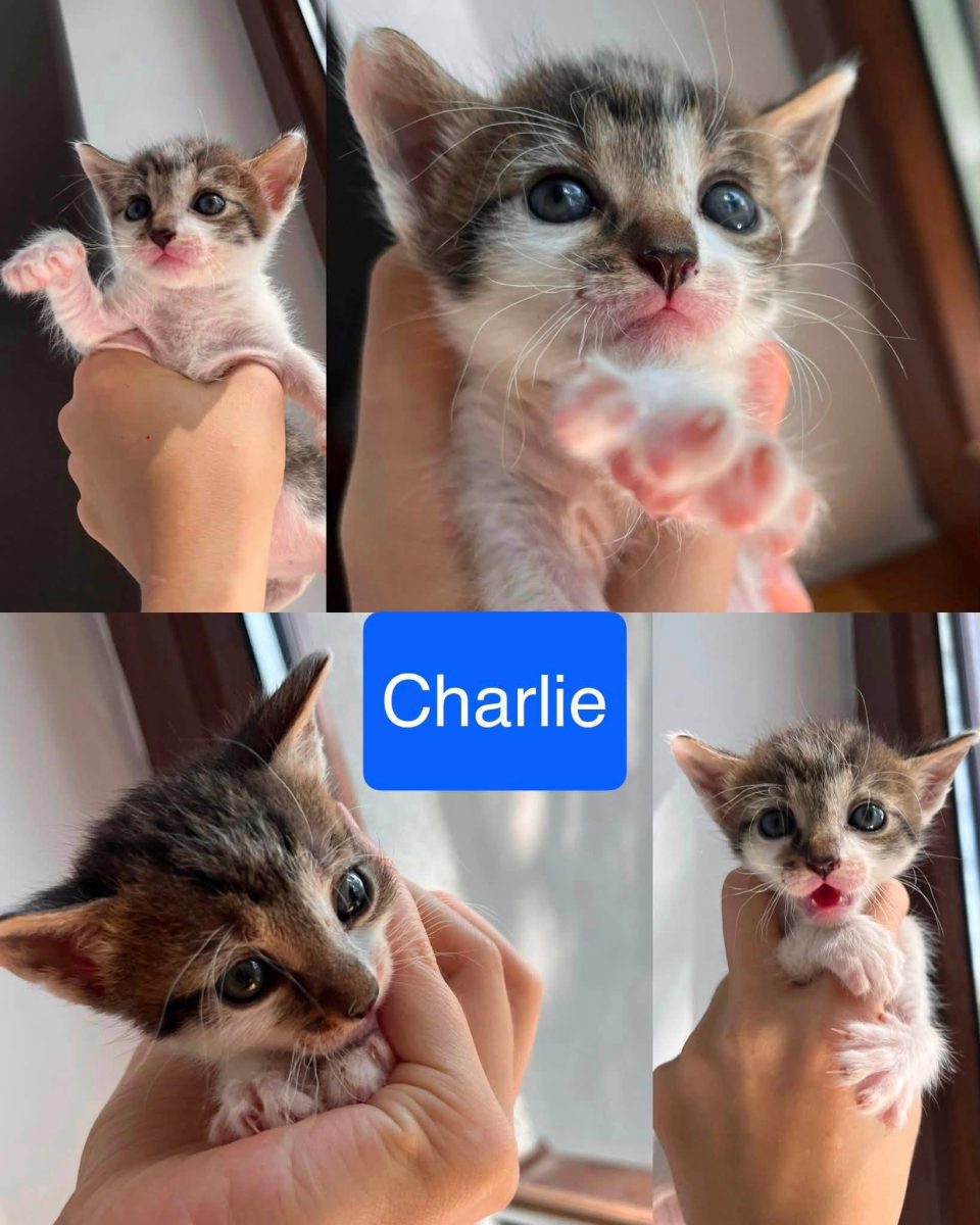 Charlie are nevoie de o casuta
