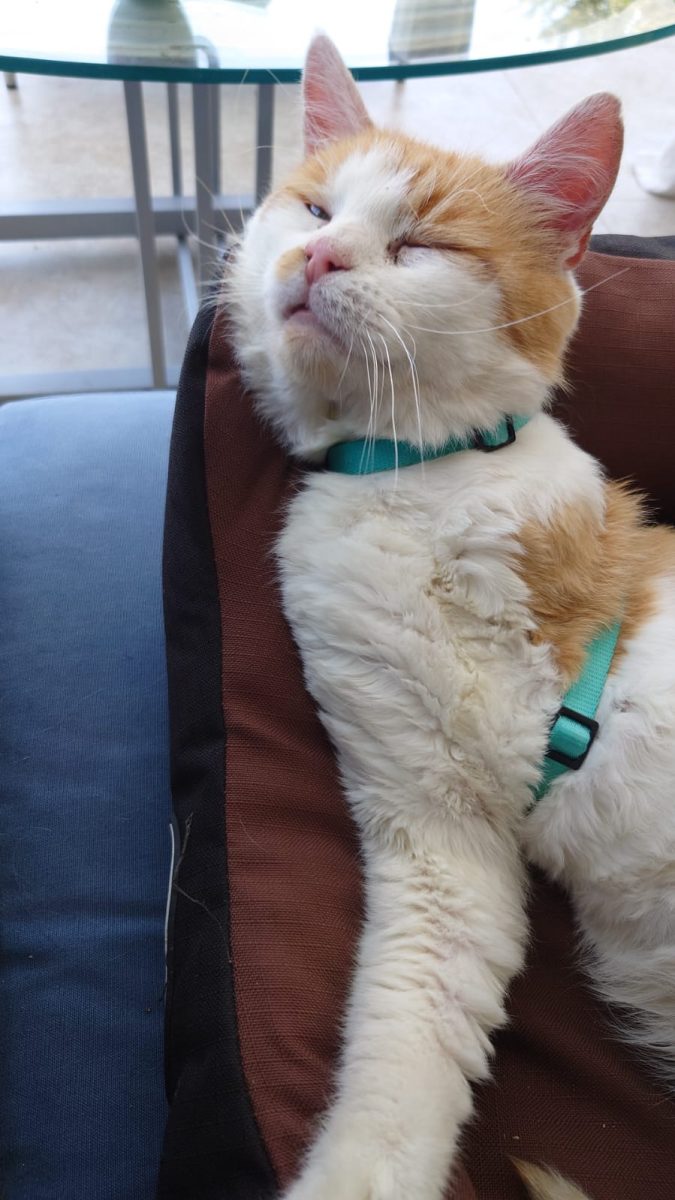Chiar daca am doar trei picioare,inima funcționează perfect si te voi iubi toată viața mea!♥️♥️♥️