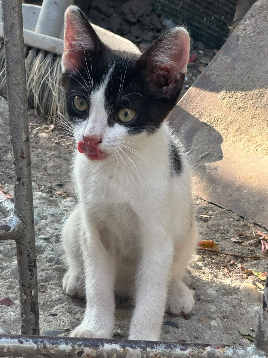 Pisicuță de 2 luni are nevoie de casa