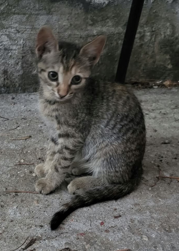 Două surioare își doresc familii frumoase!♥️♥️♥️