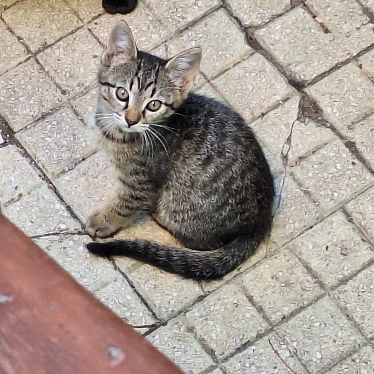 Tigruta pentru adoptie