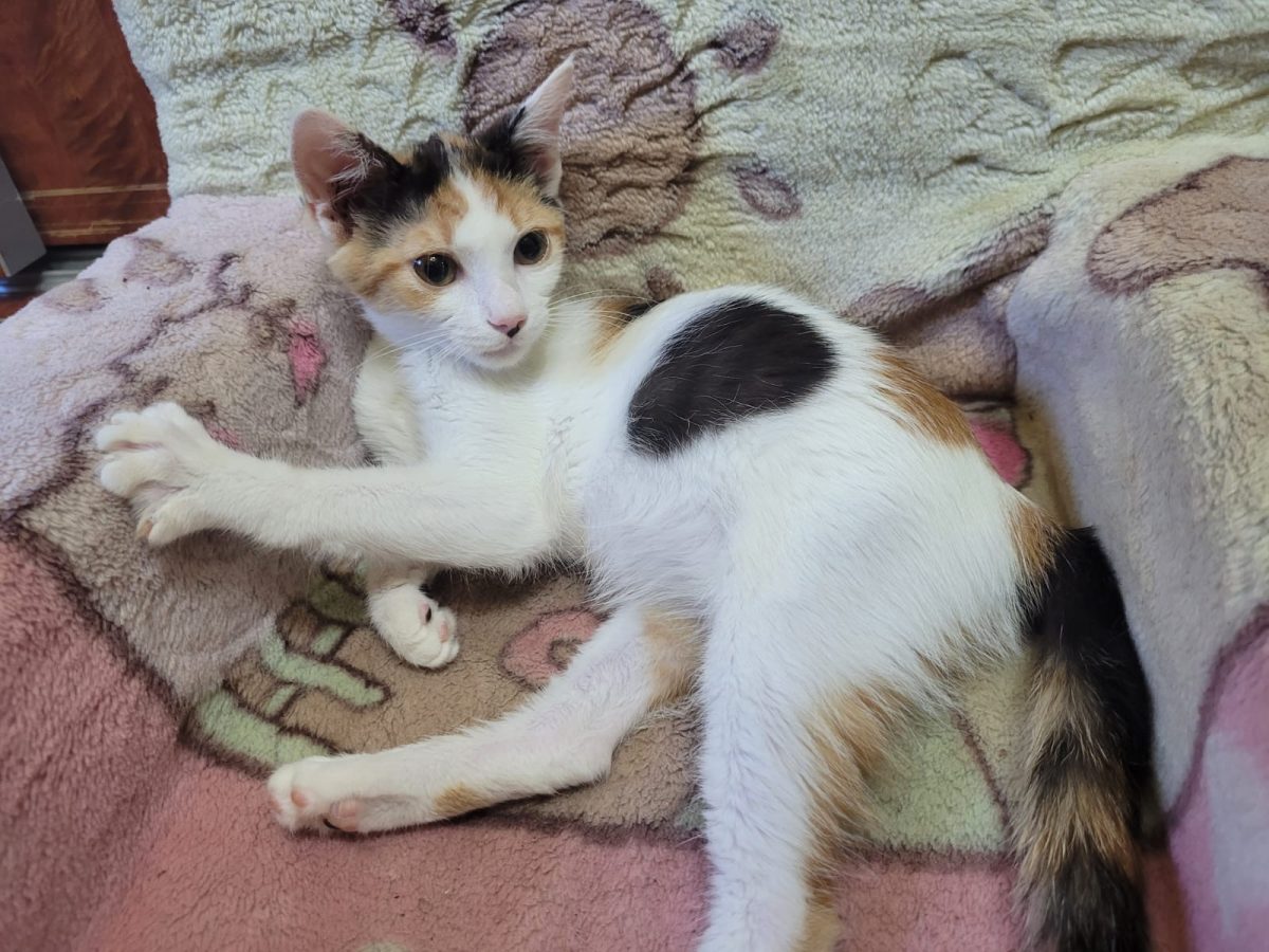 Micuța si dragalasa are nevoie de adopție!💕💕💕