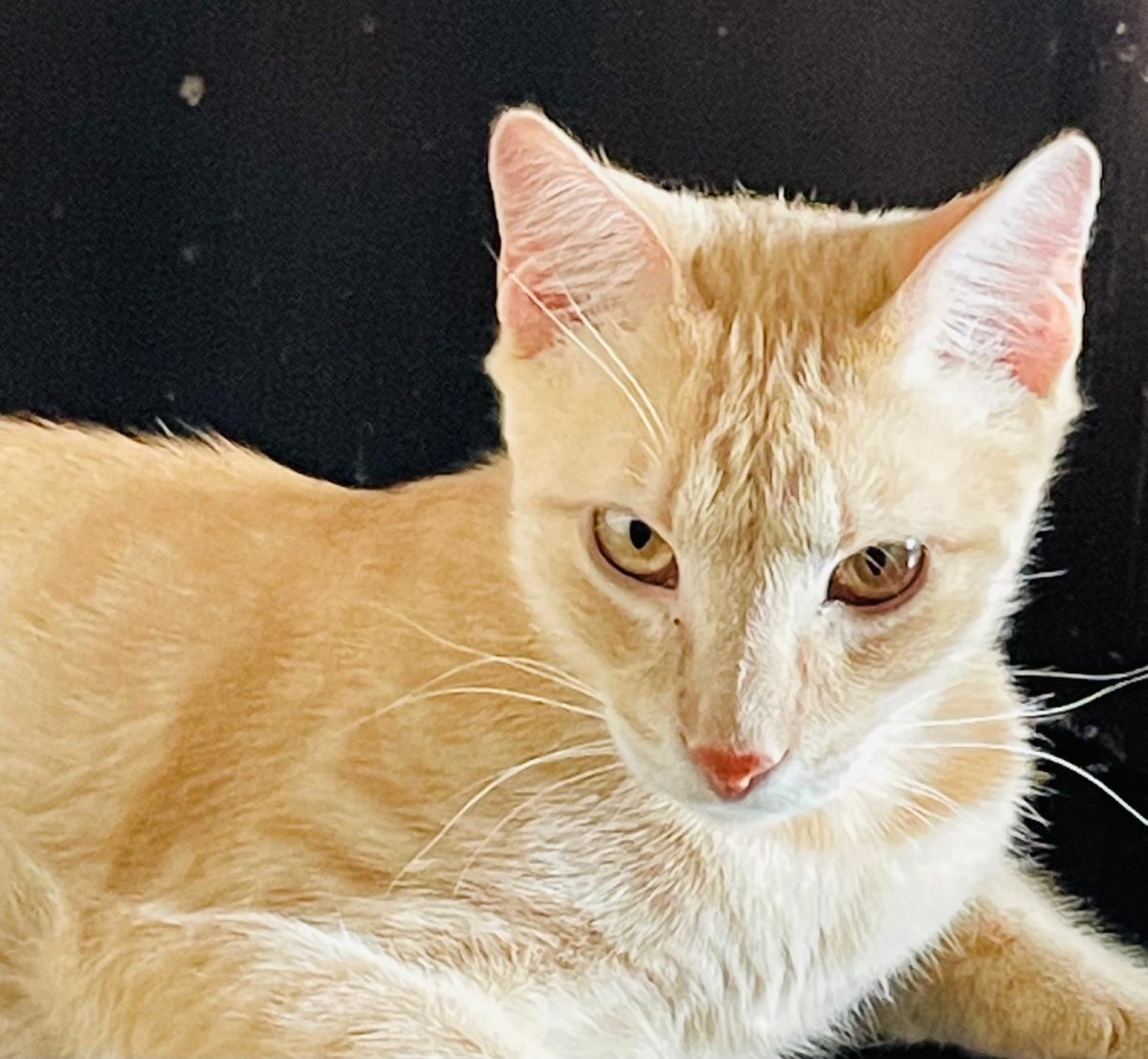 Caramel