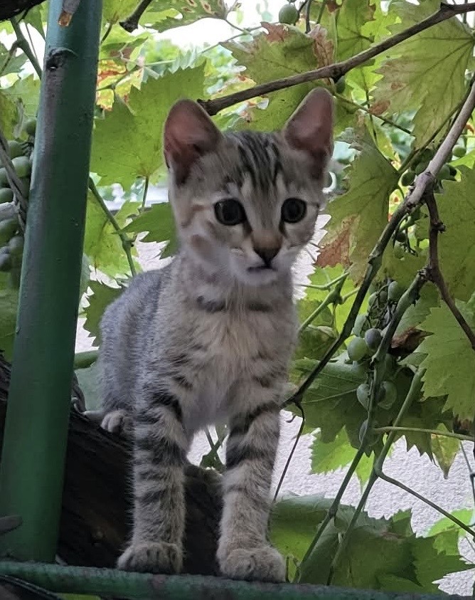 Două mogaldete își doresc sa fie si ele adoptate!💕💕💕