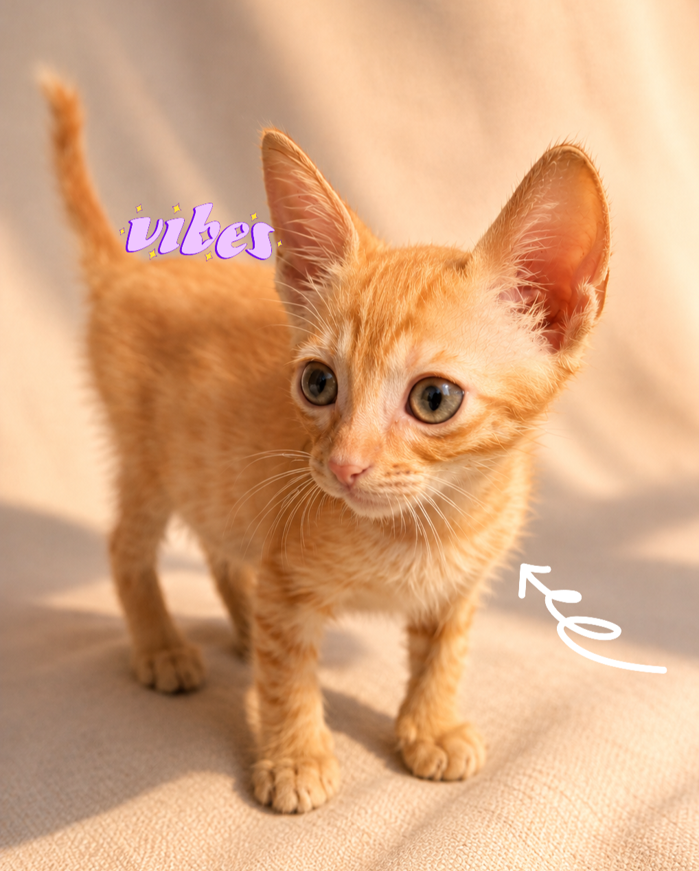 Adoptie pui de pisica roscat Dash