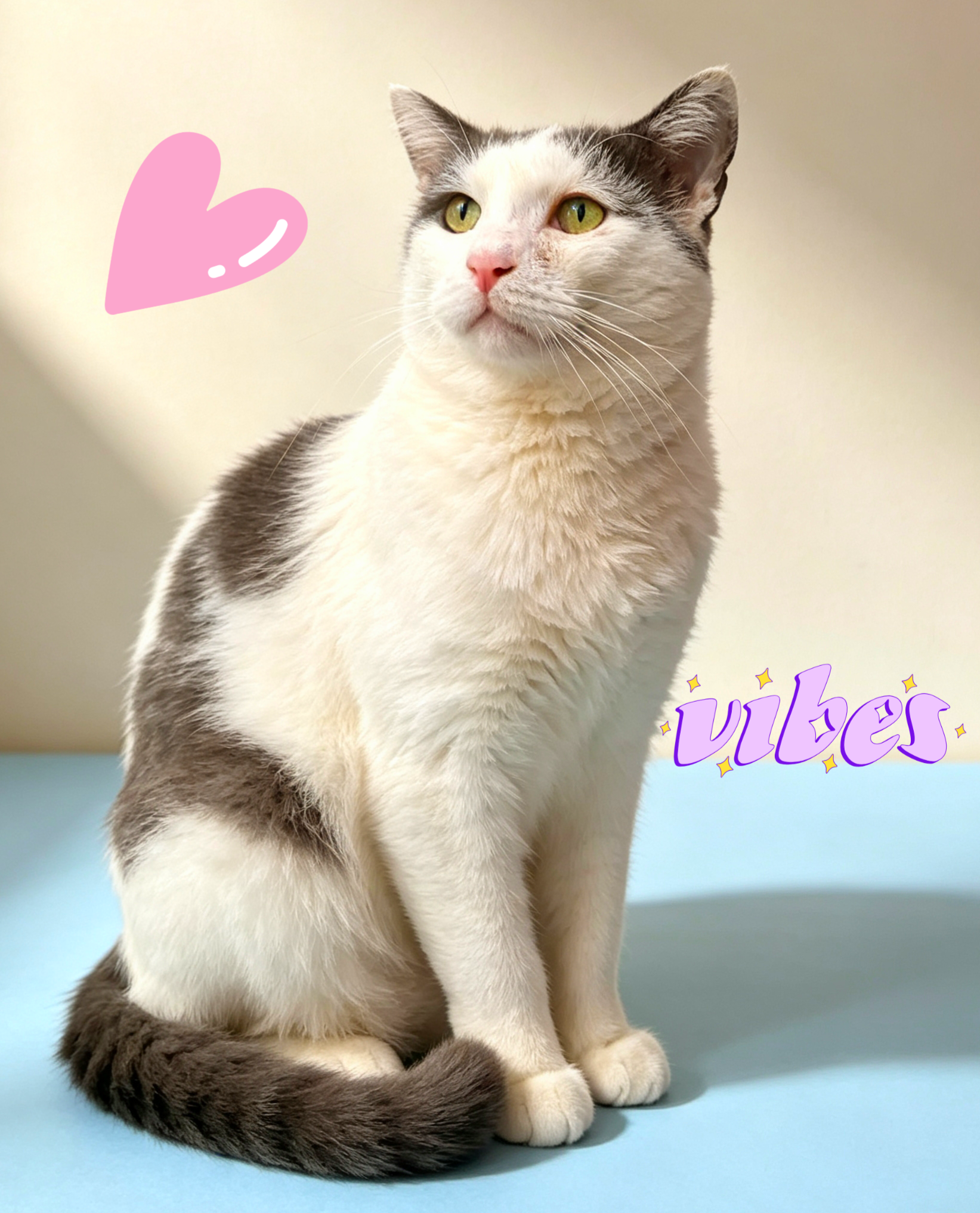 Adoptie motan castrat Martafoi