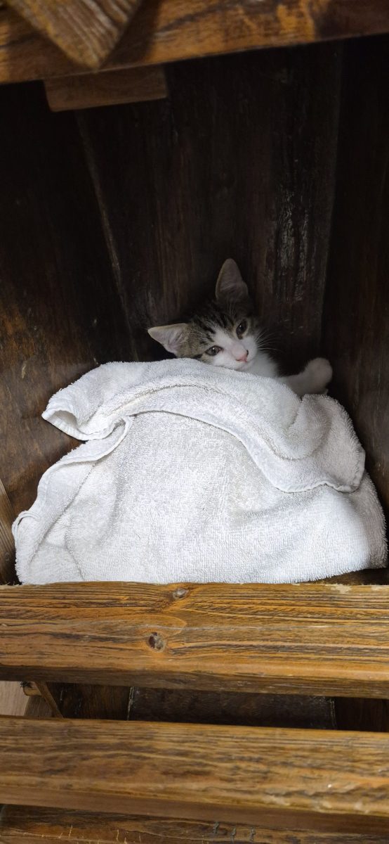 Dau spre adopție 4 puiuți, 3 baietei si 1 fetiță