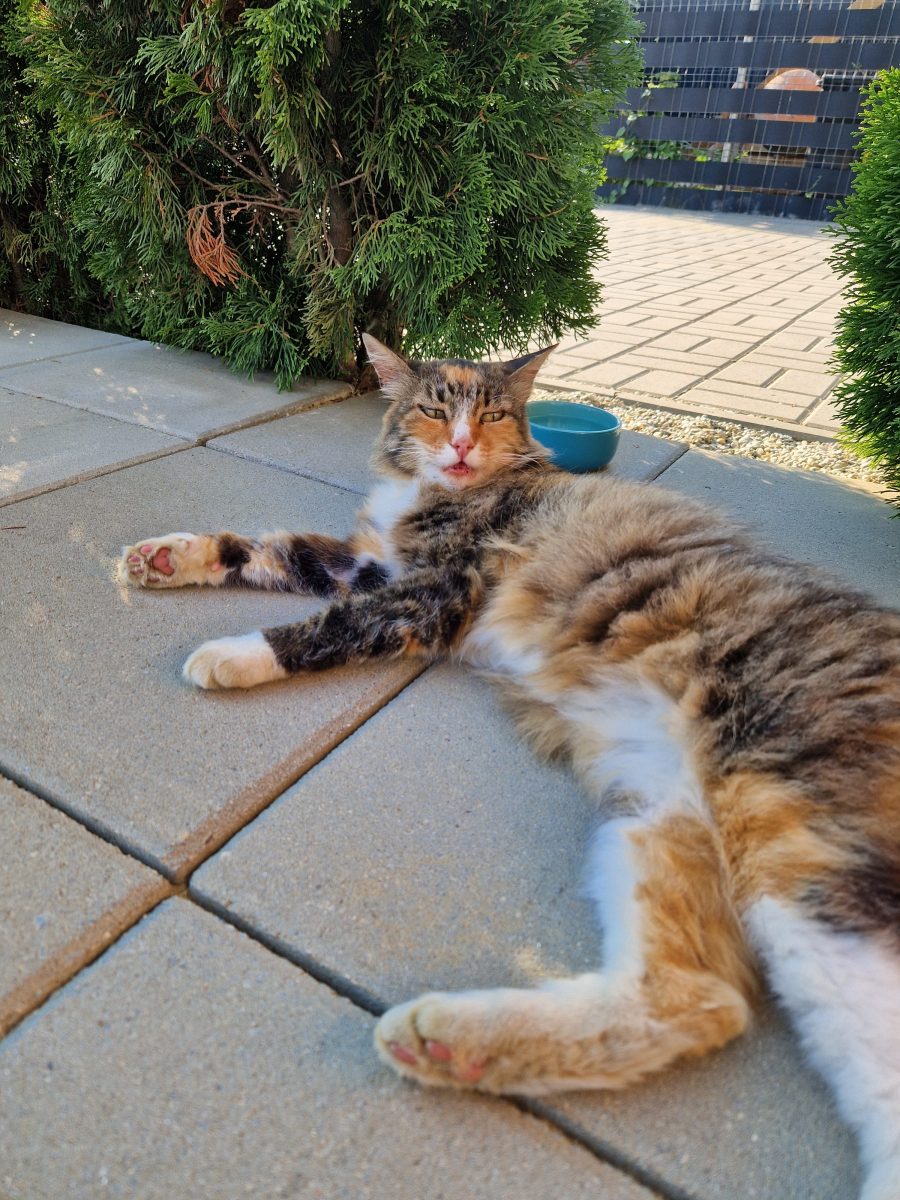 Pisicuta tricolora pentru adoptie