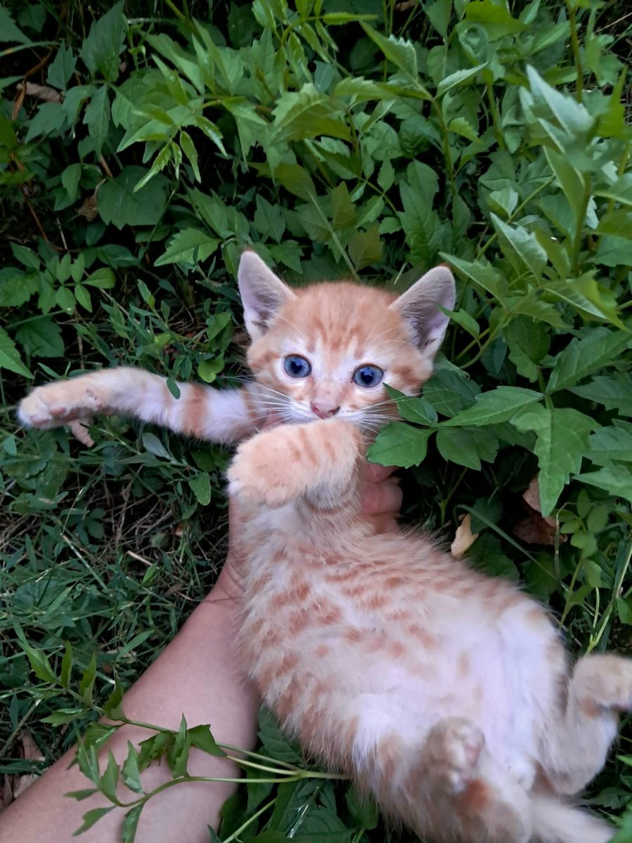 adopții pisici