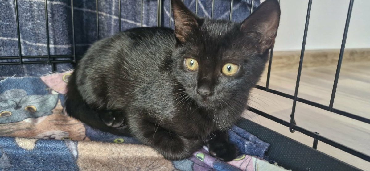 Adoptie Cosmis si Iris, baietel si fetita pui negri de 4 luni