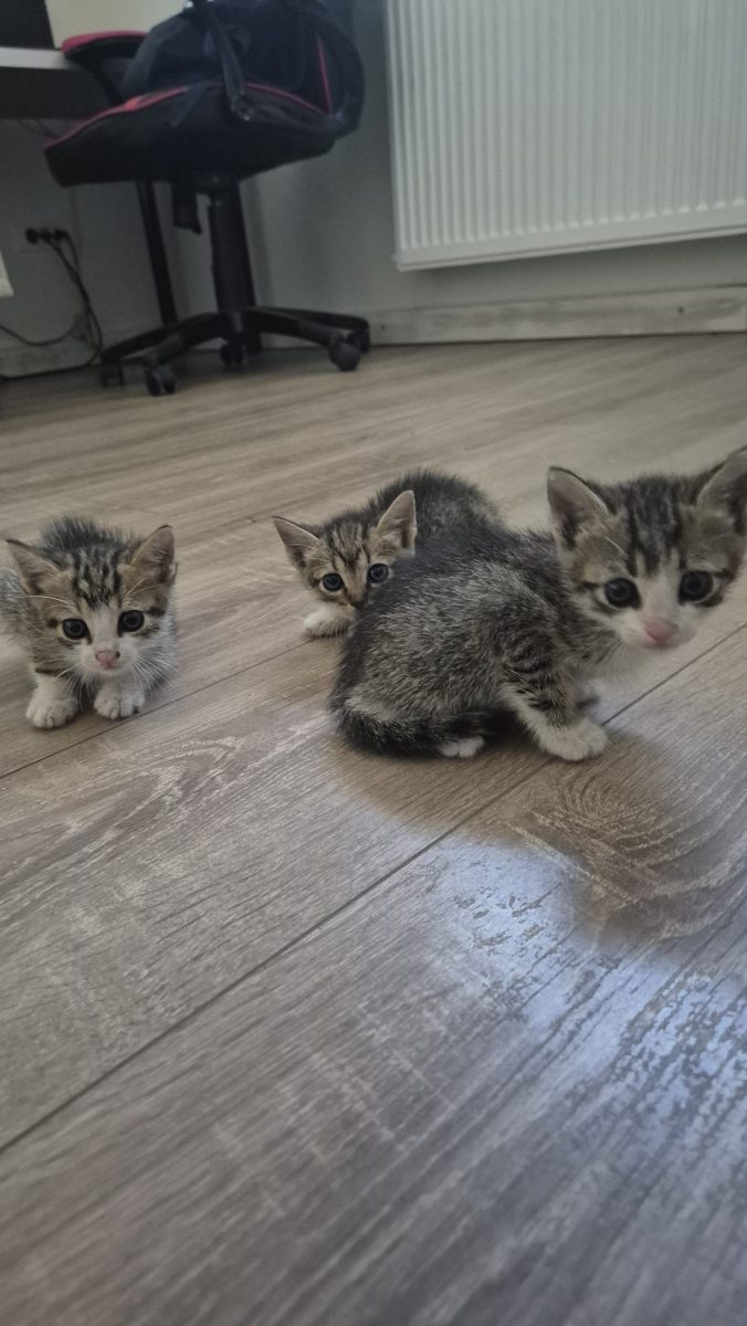 am gasit 3 pui de pisicute