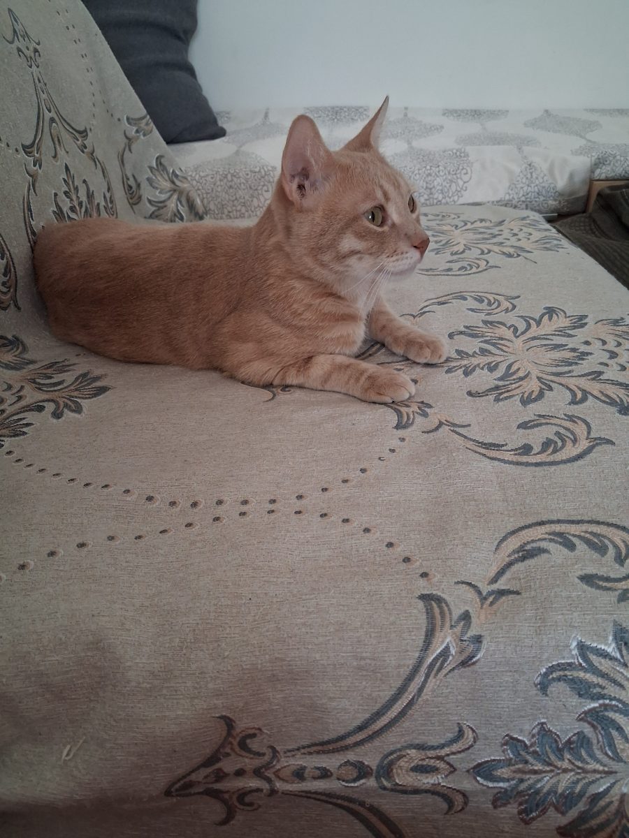 Mishu, motanel, spre adoptie, gratis